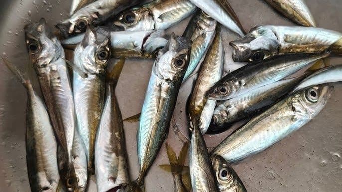 Gürpınar ve Büyükçekmece Açıklarında Profesyonel Balık Avı Keyfi